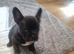 Frenchbully