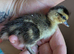 Newly hatched call ducklings