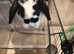 Neutered males ready to bond