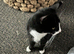 Lucky (adult cat )