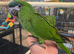 Super silly tame baby Hahns Macaws available