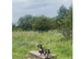Bedlington whippet to rehome