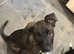 Collie x American bulldog puppies