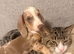 15 weeks dapple miniature dachshund