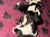 6 amazing puppies