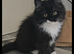 Adorable Persian Cross Female Kittens For Sale