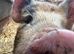 5 month old Kune Kune Weaners. 2 Boys and 2 Girls Ready To Leave NOW!