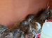 Coturnix and Caledon quails mixed