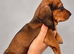 Miniature Dachshund Puppies 1 BOY