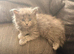 Adorable 5-Week-Old Kittens Ready for a Loving Home!