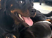 Rottweiler cross