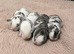 Four Lionhead Babies Ready Soon