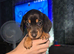 Minature dachshunds