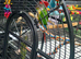 3 year old green cheek conure for sale