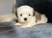Beautiful imperial Shih Tzu LAST FEMALE