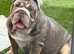 Beautiful English Bulldogs – Must Stay Together
