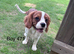 Gorgeous Cav Puppies