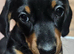 4 beautiful miniature daschund puppies for sale. From £700.