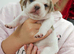 French bulldog x Show cocker spaniel