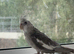 Baby cockatiel birds
