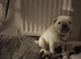 Pug