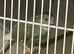Breeding pair of birds