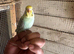 Baby budgies for sale £40 each collection mk404nn