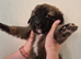 Puppies for sale German shepherd cross St Bernard.  St shepherd ready for new home