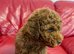 Miniature poodle ready 9th June