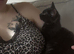 2 kittens