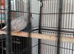 Diamond doves for sale