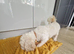 Adorable Poochons