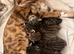 Bengal mix kittens with distinctive marbled  markings