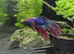 Crowntail betta