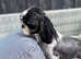 Shihpoo, DNA health tested parent