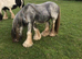 12:1h 9yr blagdon stallion loylds bloodline