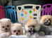 Pomeranian puppies for sale KCreg