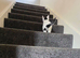 Kitten needing forever loving home flead wormed litter trained