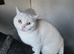 British shorthair pedigree