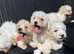 Maltese puppies