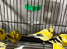 Border canaries
