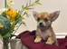 Chihuahua boy puppy