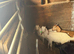 Anglo Nubian wethers
