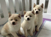 Japanese Shiba Inu puppies