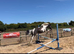 14.2h 4yr old mare