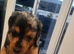 Dutch hound puppies