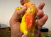 Pineapple conure red factor tamed