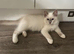 Gorgeous ragdoll kittens ready now