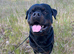 KC Reg Rottweiler For Stud