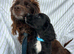 Cocker spaniel